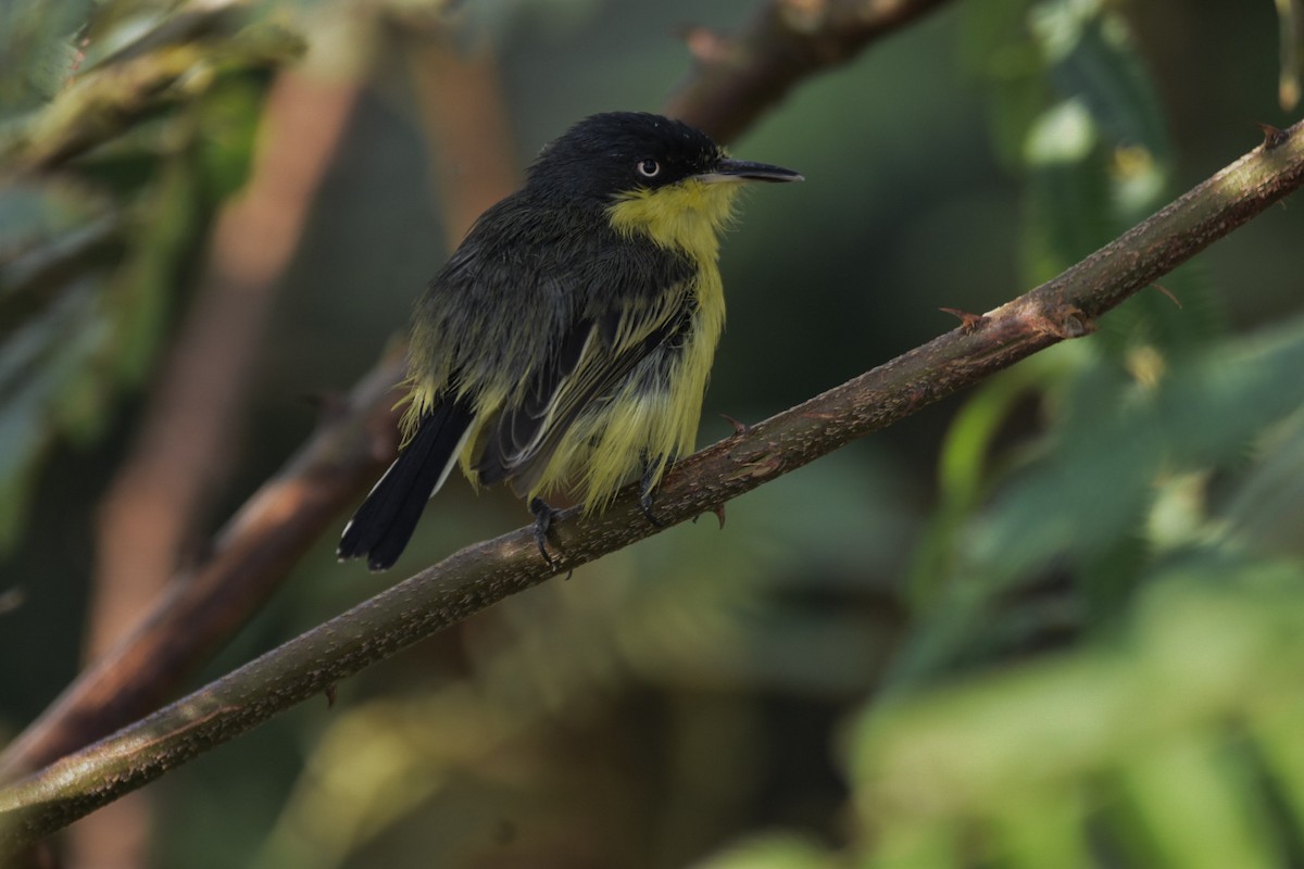 Common Tody-Flycatcher - Jane Crawford