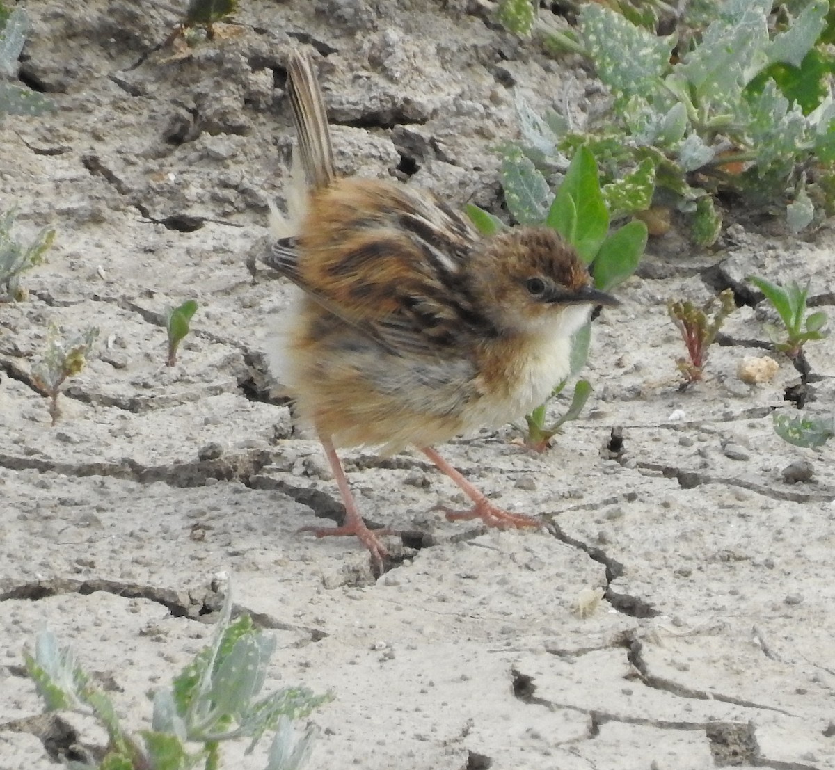 Zitting Cisticola - ML54489781