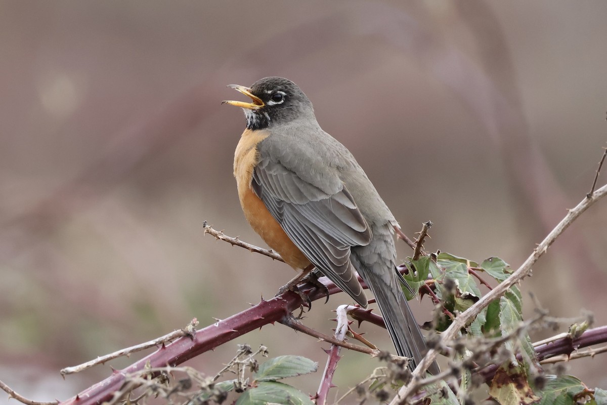 American Robin - ML544898181