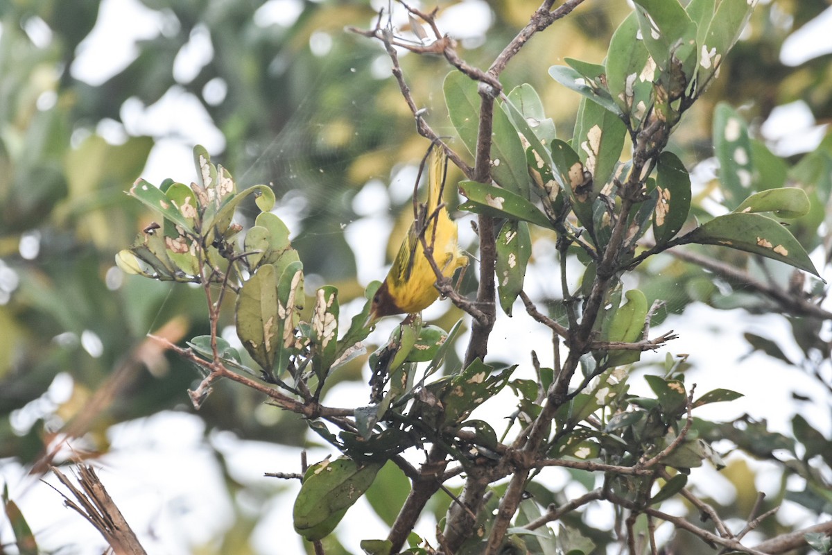 Yellow Warbler (Mangrove) - Jane Crawford