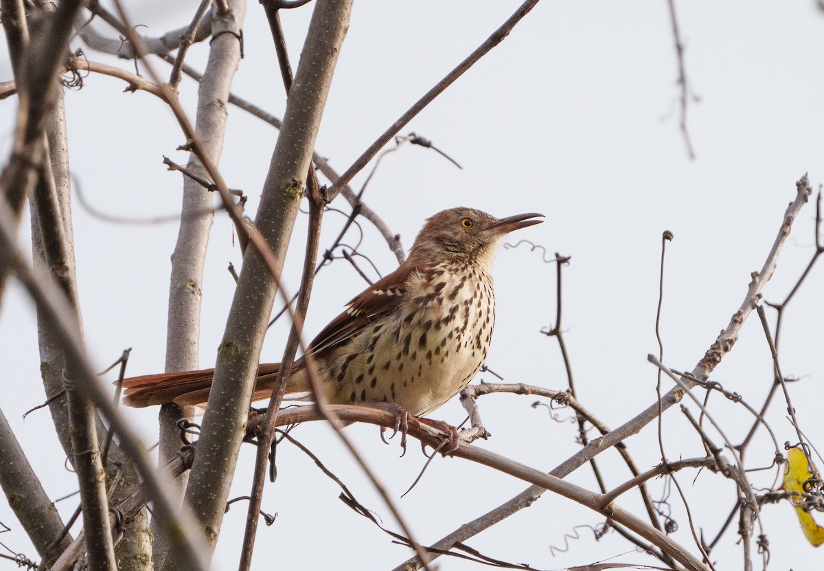 Brown Thrasher - Meredith Boatman