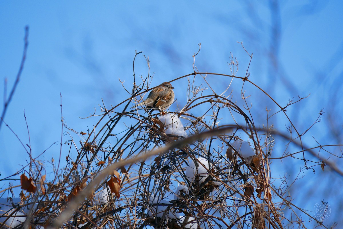 American Tree Sparrow - ML544904711