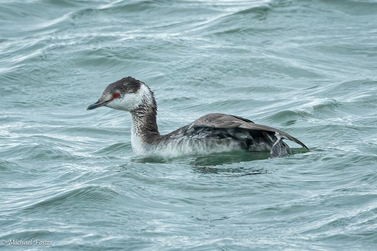 Horned Grebe - ML544905391