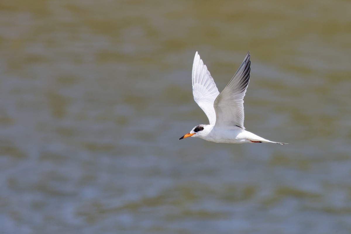 Forster's Tern - ML544905501