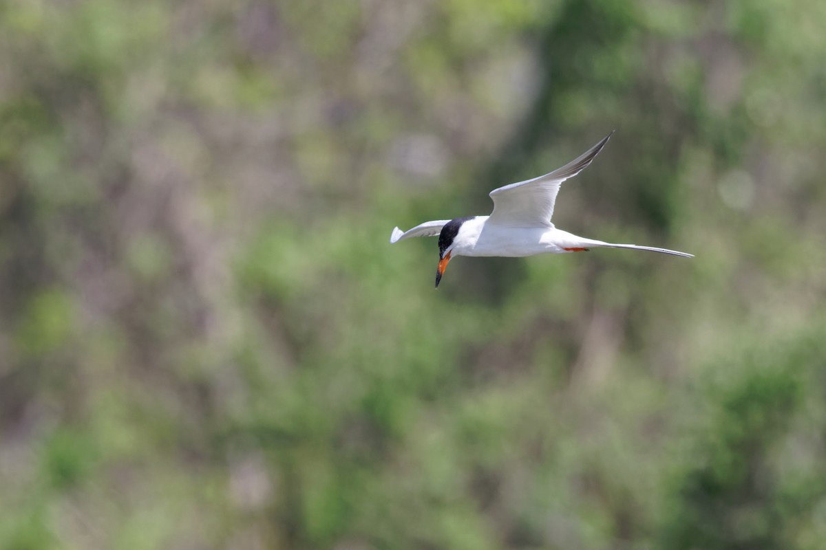 Forster's Tern - ML544905511