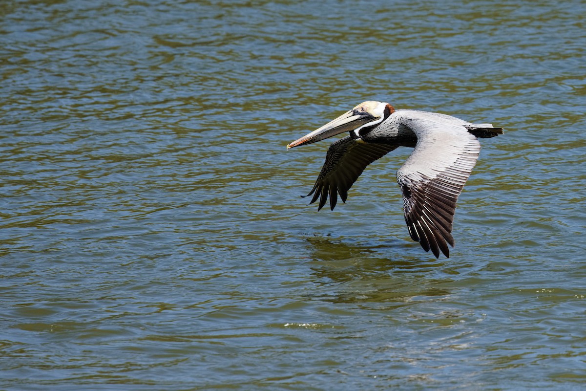 Brown Pelican - ML544905551