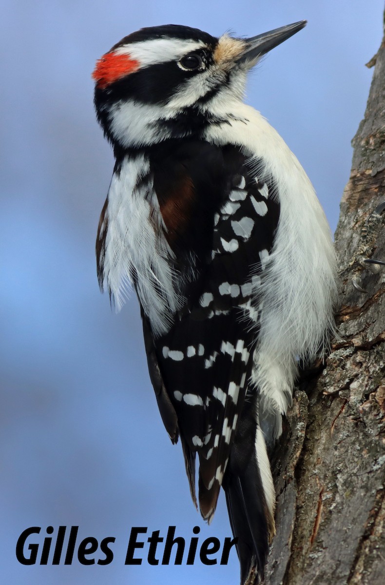 Hairy Woodpecker - Gilles Ethier