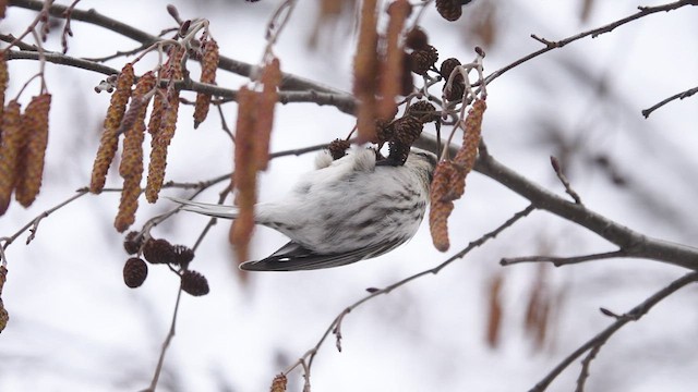 Hoary Redpoll - ML544906421