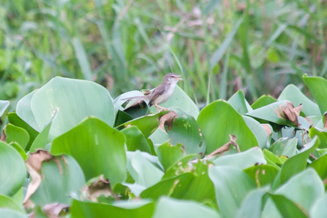 Plain Prinia - ML54490661