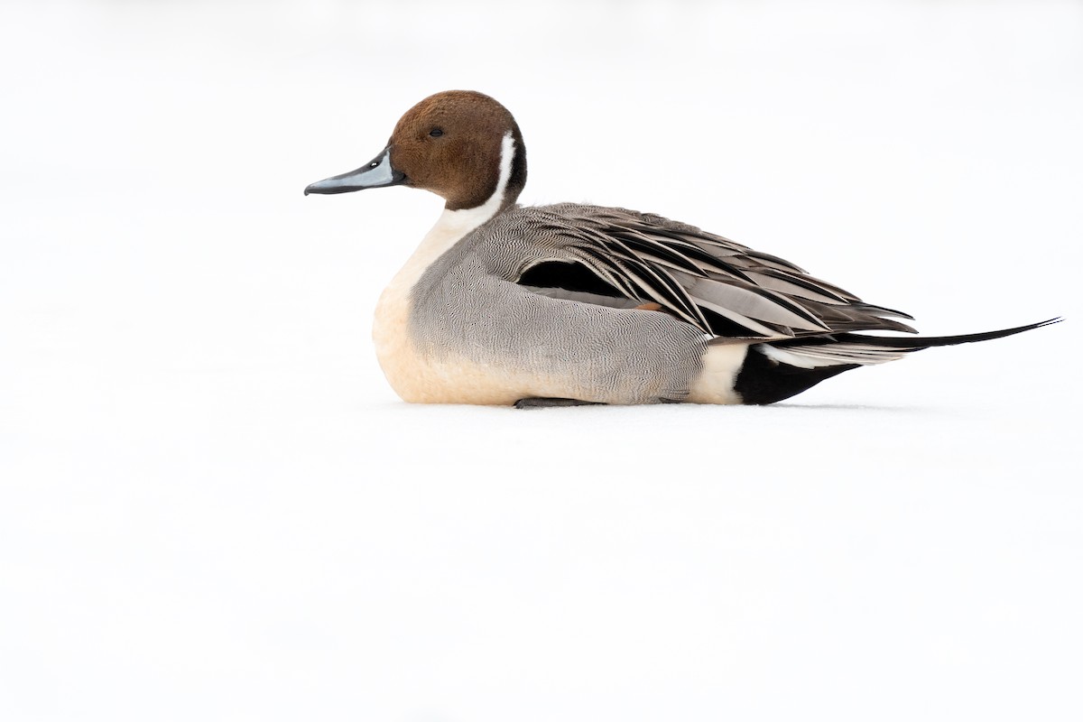 Northern Pintail - ML544906661