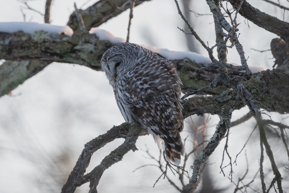 Barred Owl - ML544907031