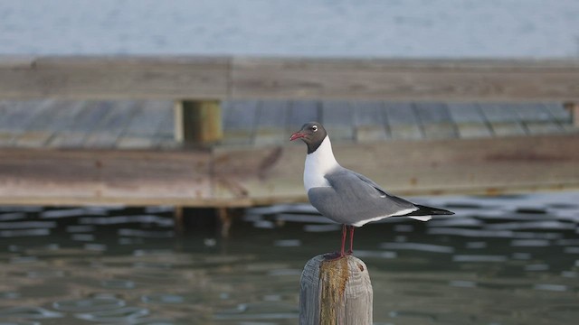 Gaviota Guanaguanare - ML544907211