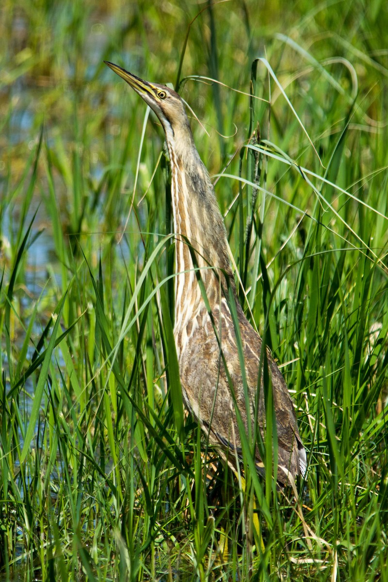 American Bittern - ML544908371