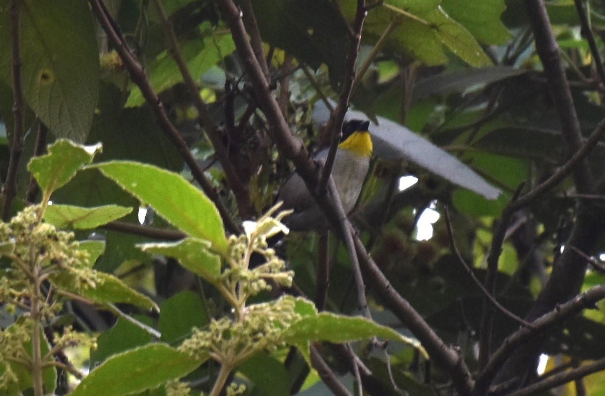 White-naped Brushfinch (Yellow-throated) - David Wheeler