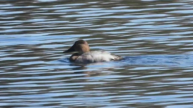 Canvasback - ML544909961