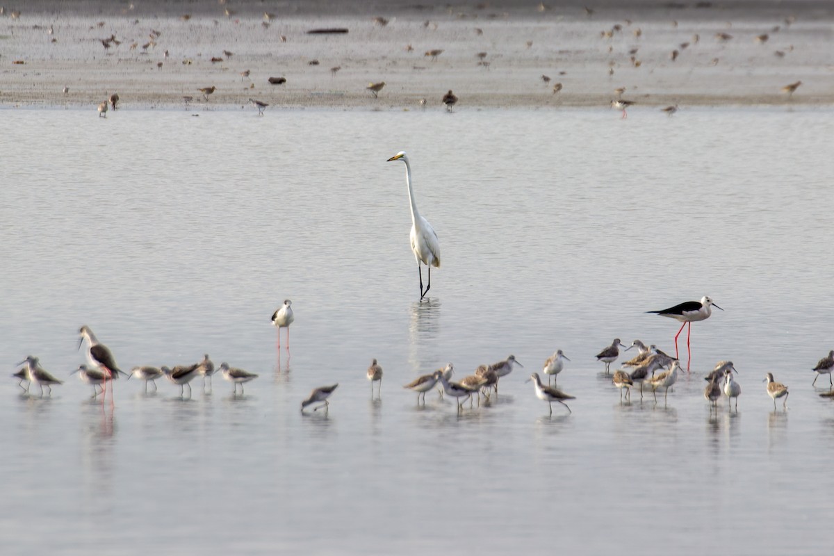 Great Egret - ML544910181