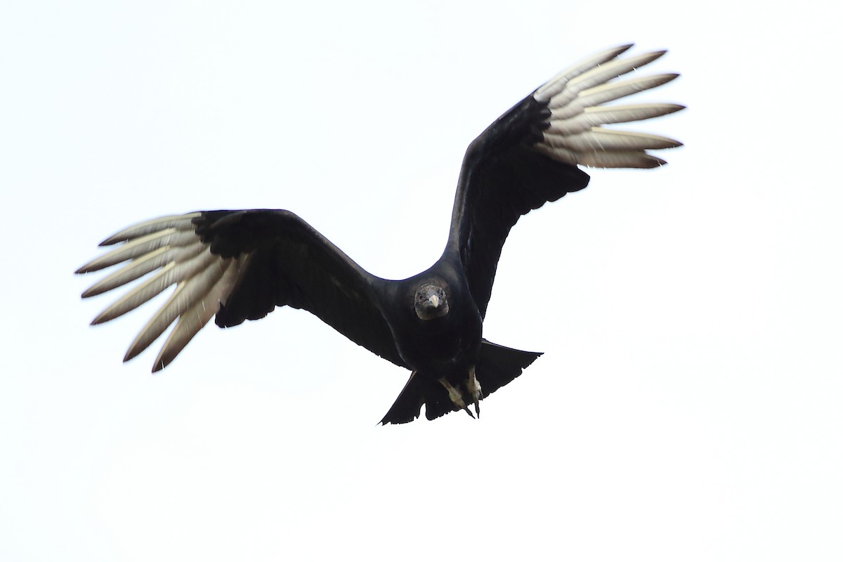 Black Vulture - John Mercer