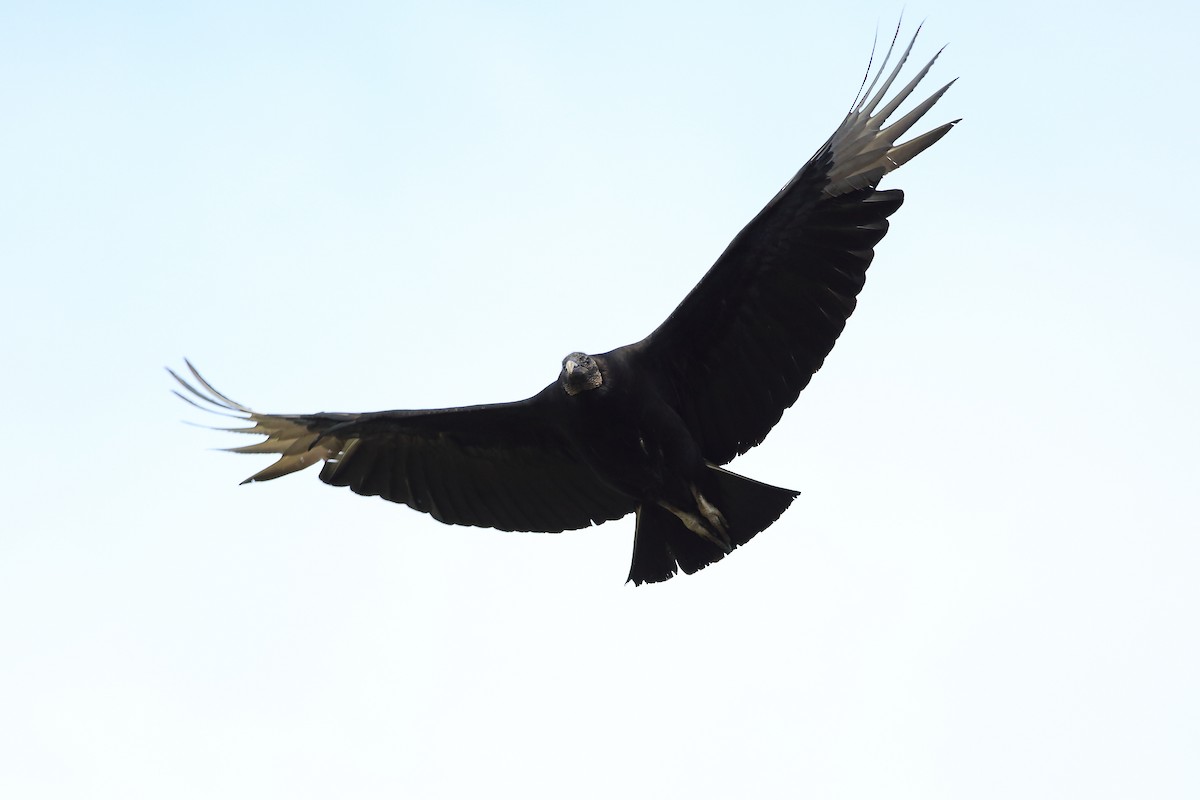 Black Vulture - ML54491061