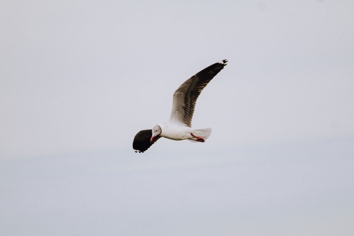 Gray-hooded Gull - ML544912591