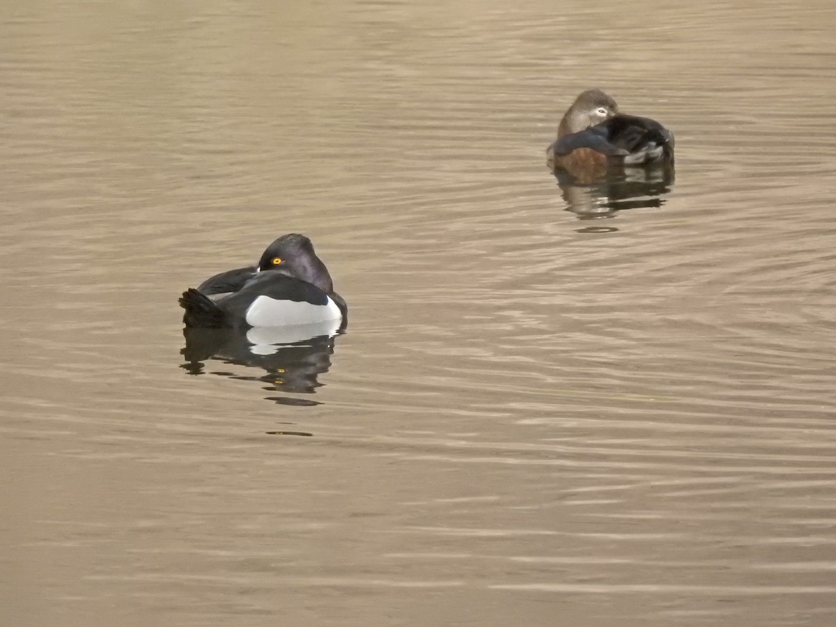 Ring-necked Duck - Layton Pace