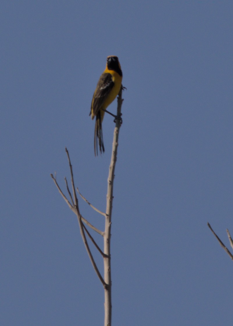 Hooded Oriole - ML544913221