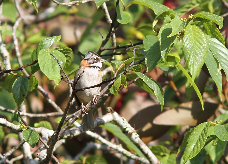 Rufous-collared Sparrow - Amy McAndrews