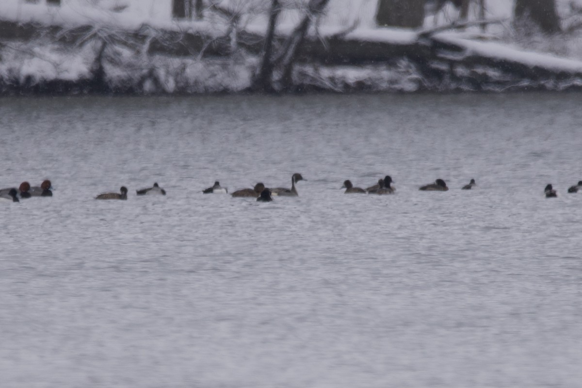 Northern Pintail - ML544913851