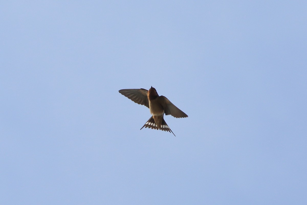 Barn Swallow - John Mercer