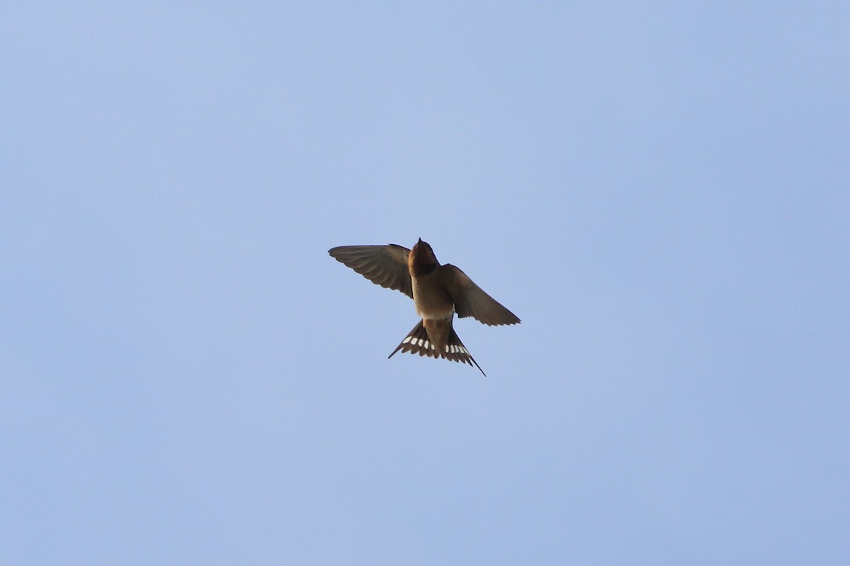 Barn Swallow - ML54491391