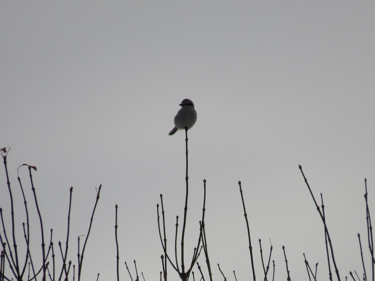 Northern Shrike - Flufflanks Tuffston