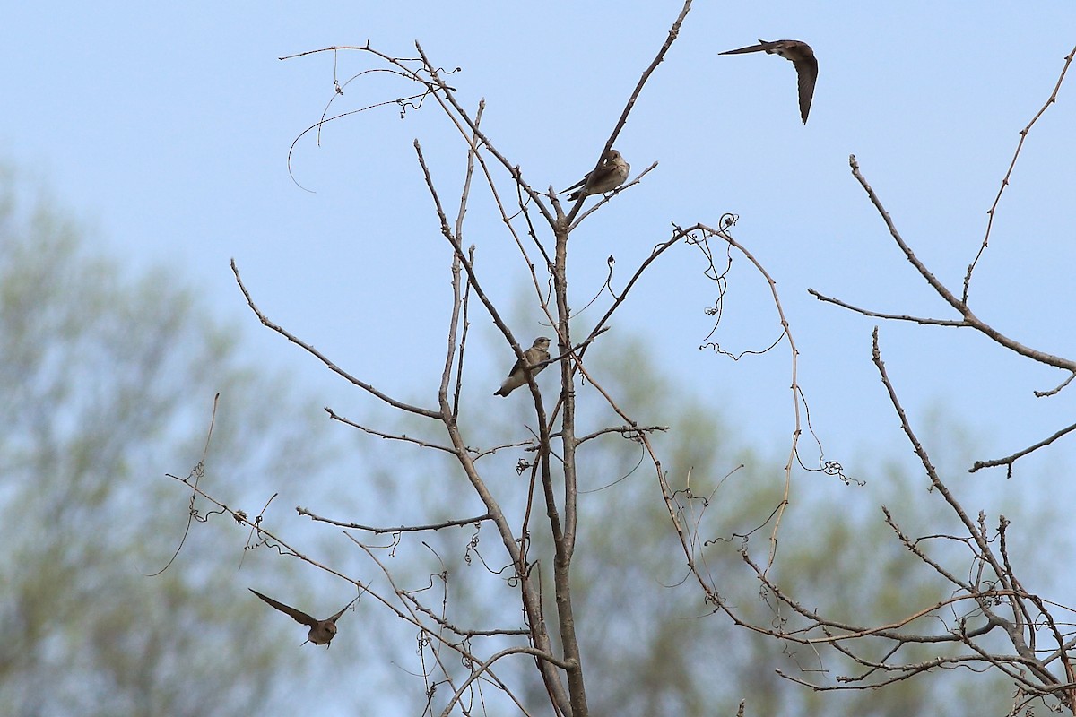 Northern Rough-winged Swallow - ML54491481