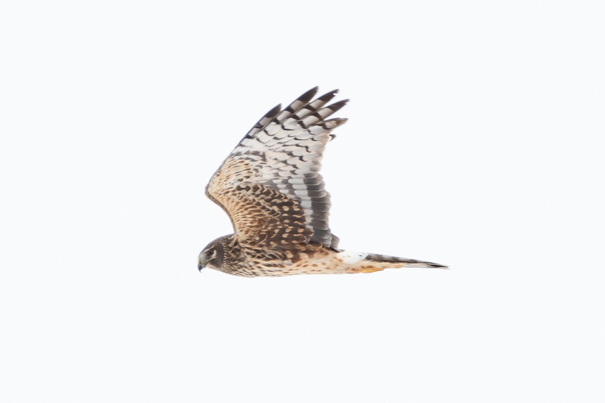 Northern Harrier - ML544915961