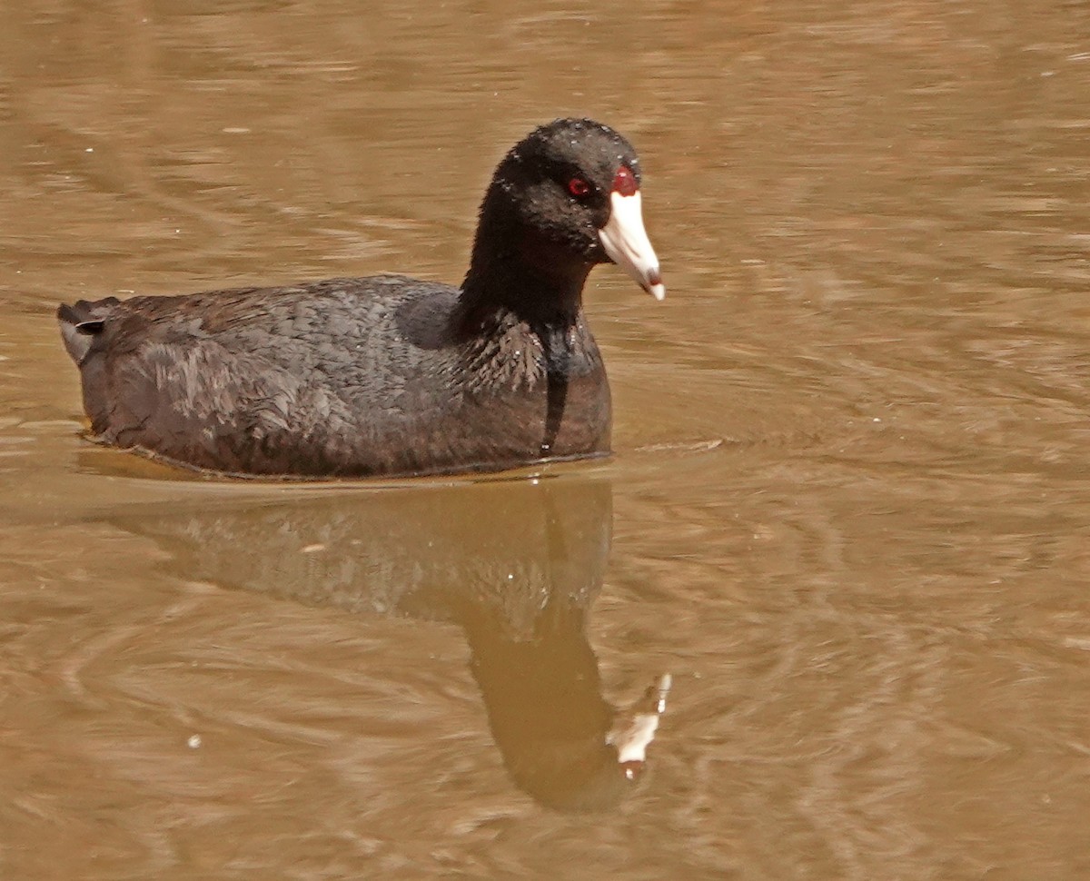 American Coot (Red-shielded) - ML544916281