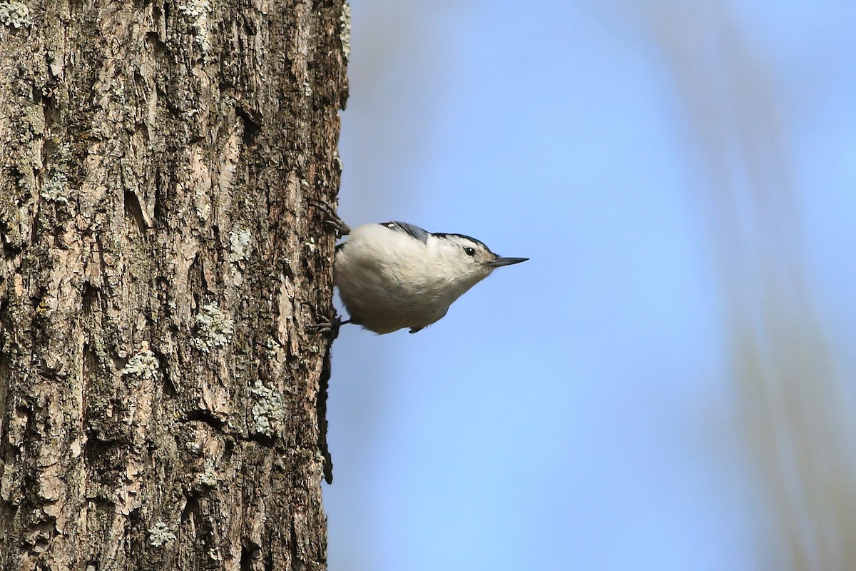 White-breasted Nuthatch - ML54491631