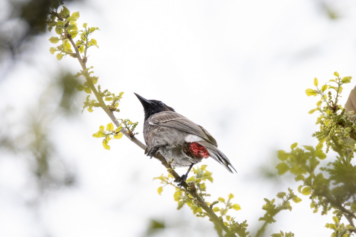 Red-vented Bulbul - Toby Carlstrom