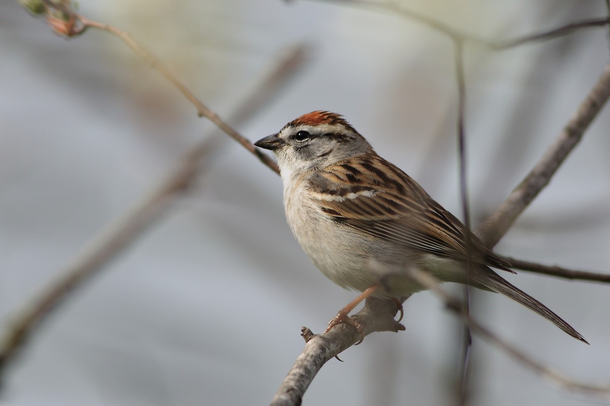 Chipping Sparrow - ML54491841