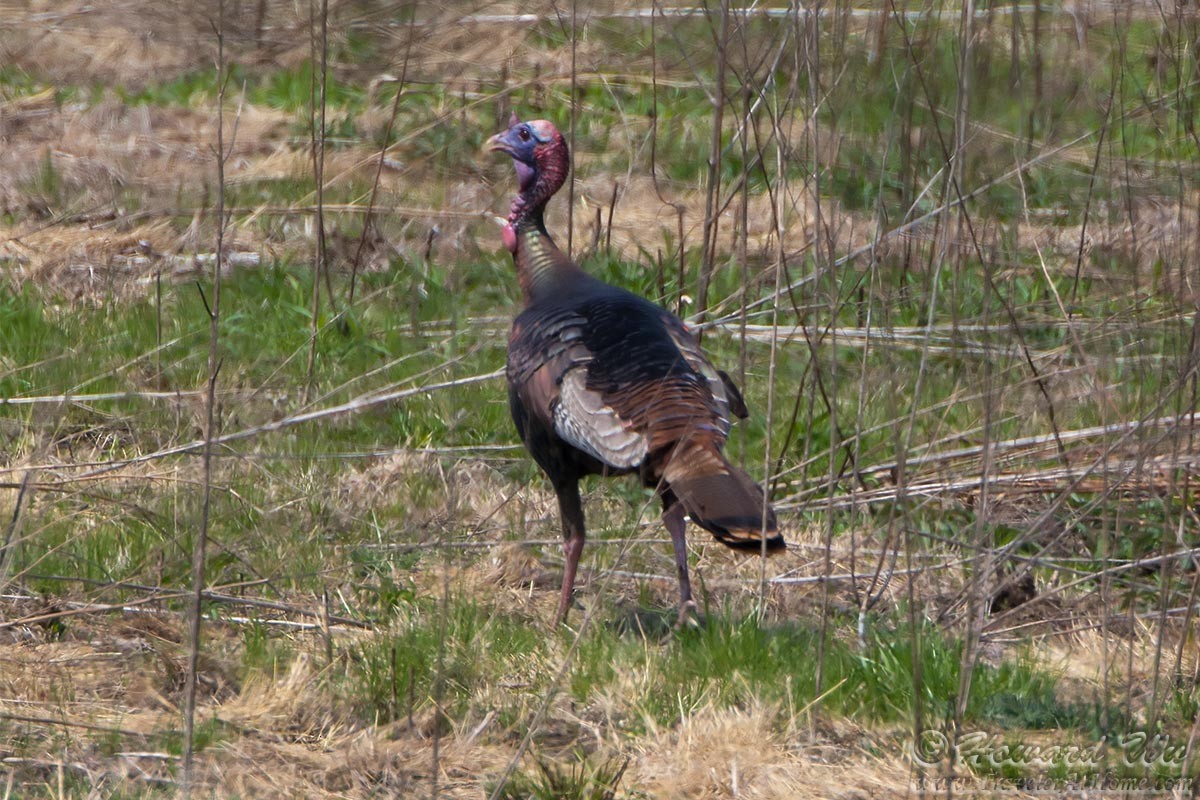 Wild Turkey - ML54491851