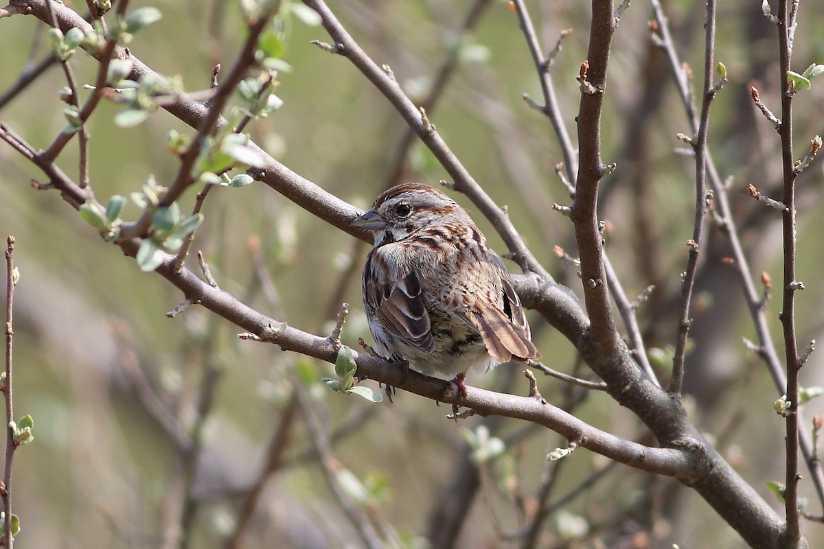 Song Sparrow - John Mercer