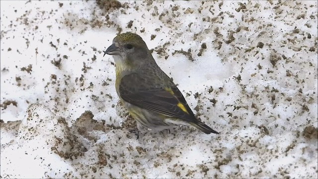 Red Crossbill - ML544919011