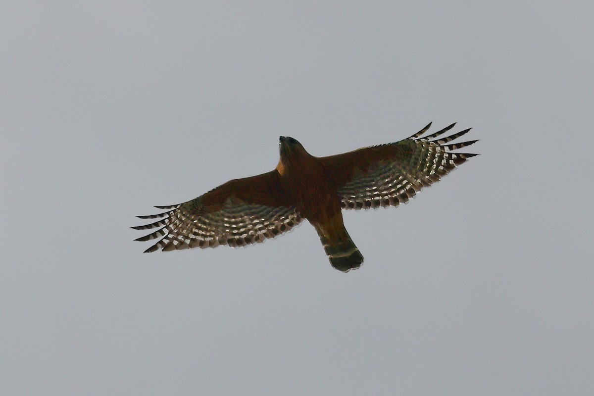 Red-shouldered Hawk - ML544919151