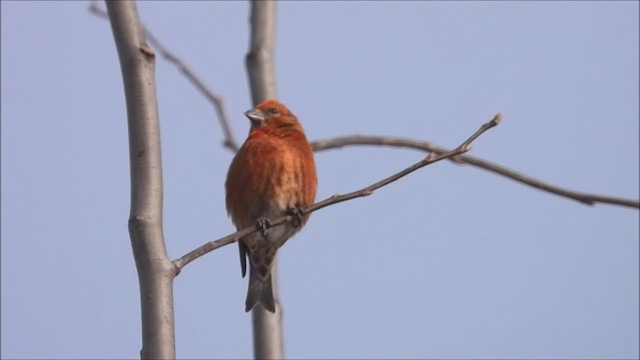 紅交嘴雀 - ML544919181