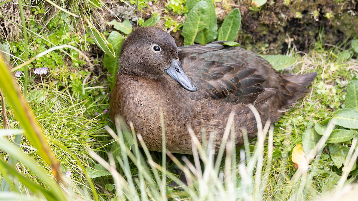 Auckland Islands Teal - David Newell