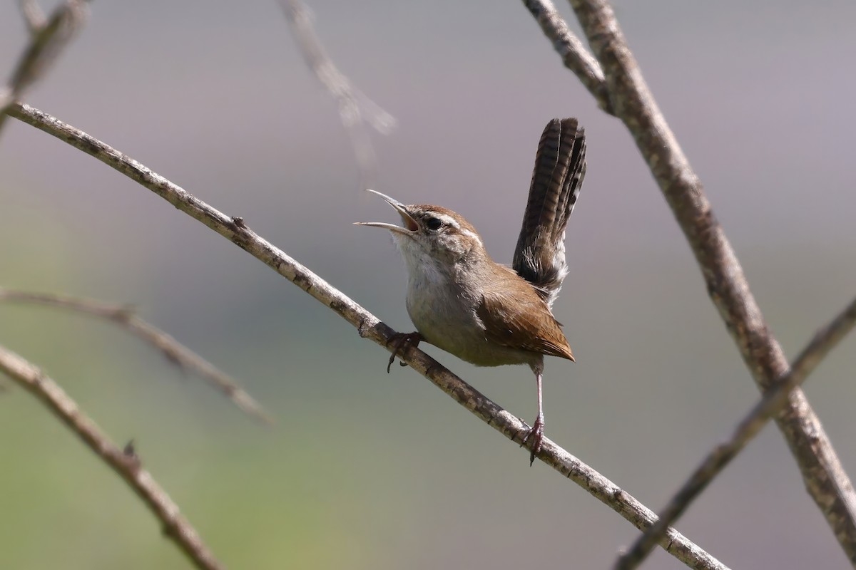 Bewick's Wren - ML544919741