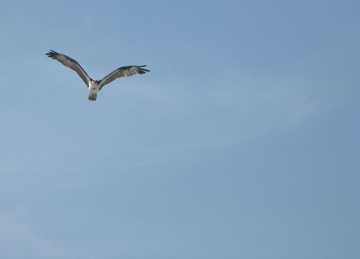 Osprey - Carolina  Tosta Mayoral