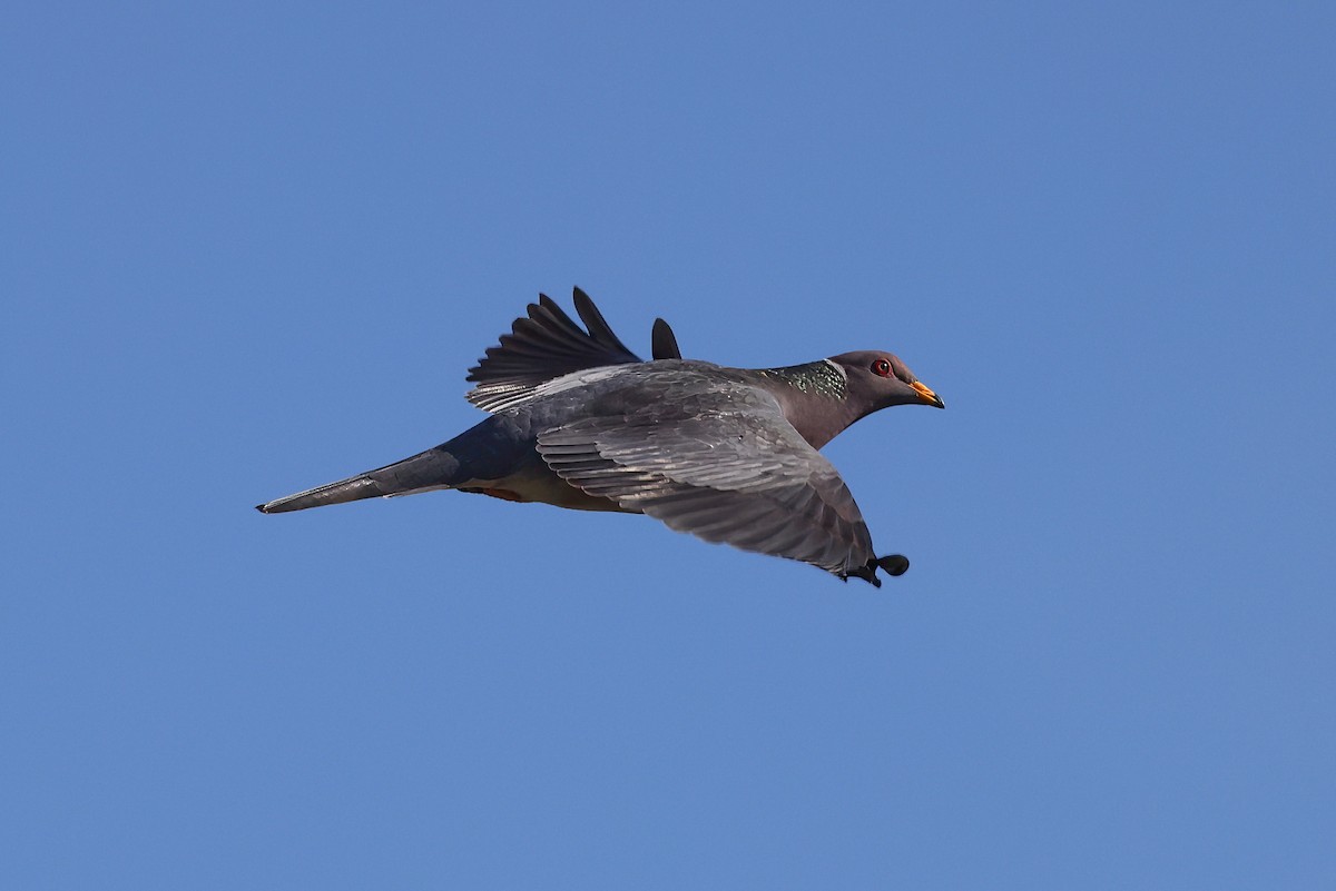 Band-tailed Pigeon - ML544919991