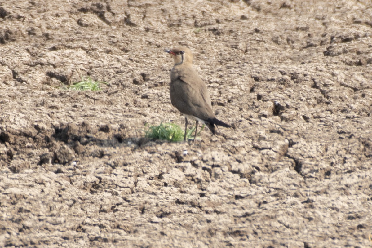 Oriental Pratincole - Swami Bogim