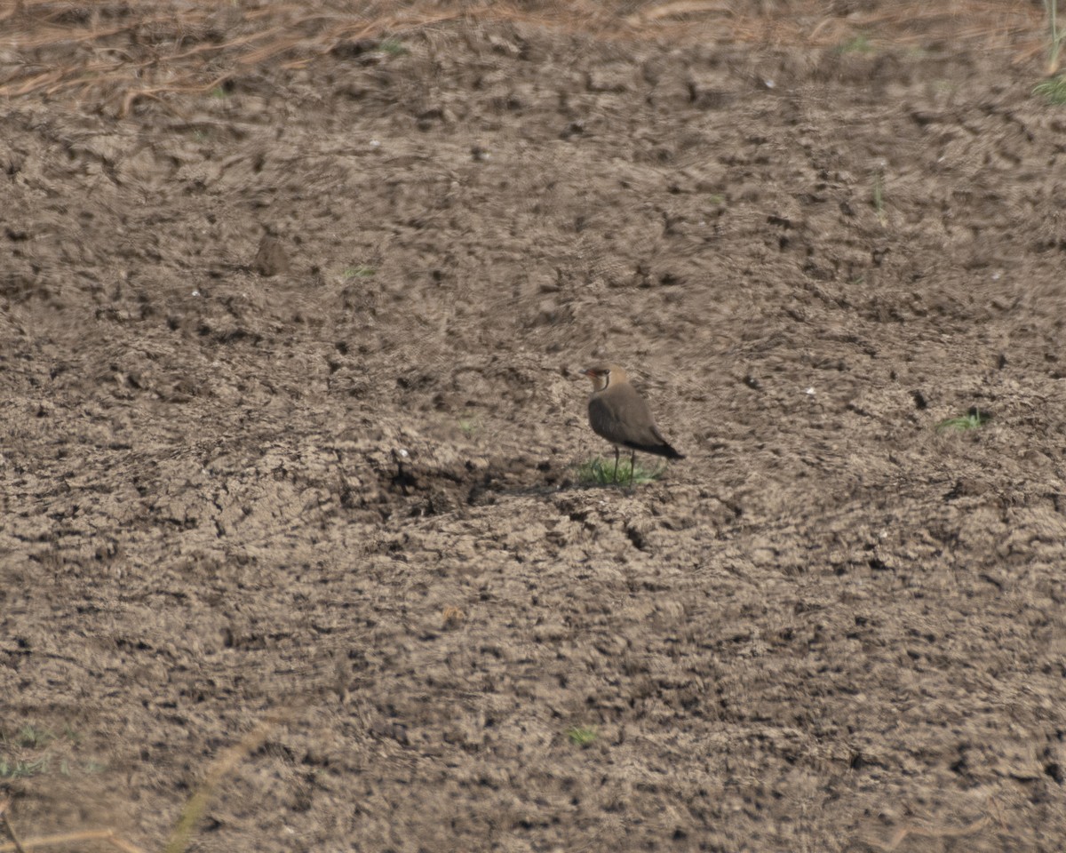 Oriental Pratincole - Swami Bogim