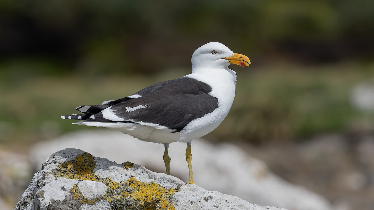 Kelp Gull - ML544920831