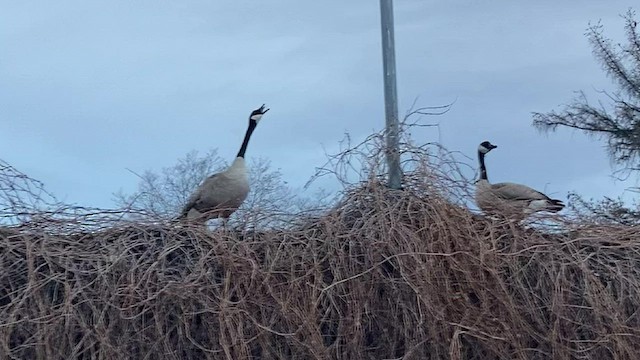 Canada Goose - ML544920881