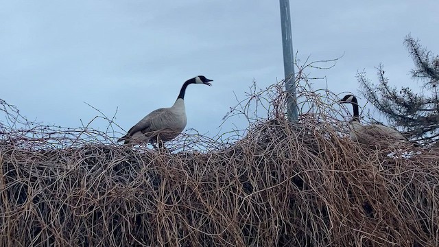 Canada Goose - ML544920901